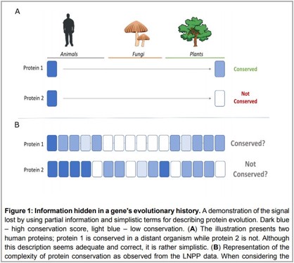 Conservation motifs-a novel evolutionary-based classification of proteins