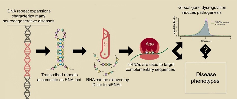 Expanded CUG repeats trigger disease phenotype and expression changes through the RNAi machinery in C. elegans