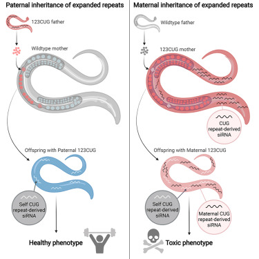 Asymmetric inheritance of RNA toxicity in C. elegans expressing CTG repeats